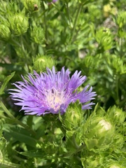 Stokesia