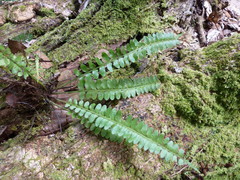 Asplenium barteri