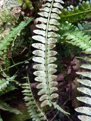 Asplenium barteri