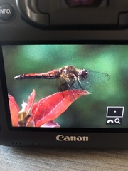 Sympetrum semicinctum