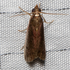 Varneria postremella