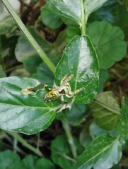 Paraphidippus aurantius