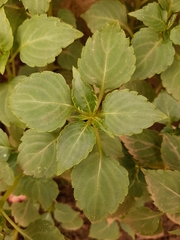 Impatiens