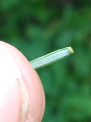 Juniperus communis communis