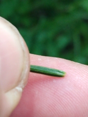 Juniperus communis communis