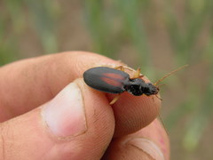 Dolichus halensis
