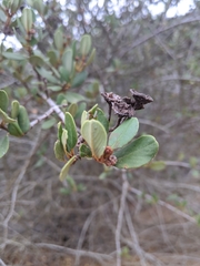 Ceanothus megacarpus insularis