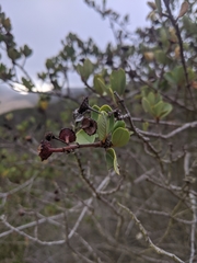 Ceanothus megacarpus insularis