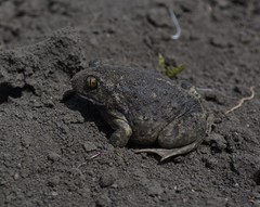 Pelobates vespertinus