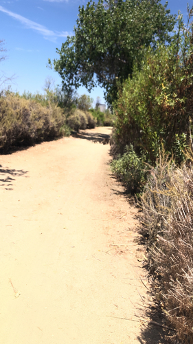 iNaturalist observation photo of California sagebrush