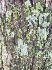 Fungi
