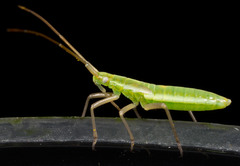 Megaloceroea recticornis