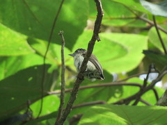 Picumnus granadensis