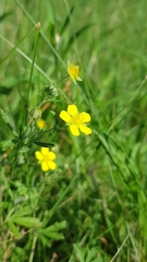 Potentilla argentea