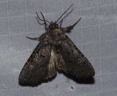 Apamea impulsa