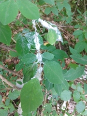 Prociphilus xylostei