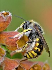 Anthidium manicatum