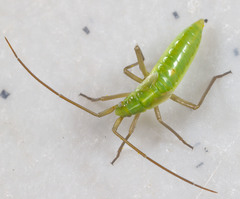 Megaloceroea recticornis