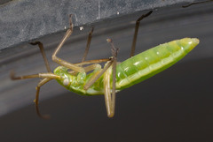 Megaloceroea recticornis