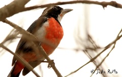 Granatellus venustus