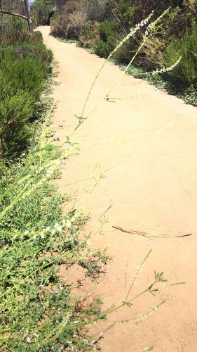 iNaturalist observation photo of White Sweetclover