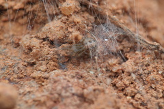 Theridiidae