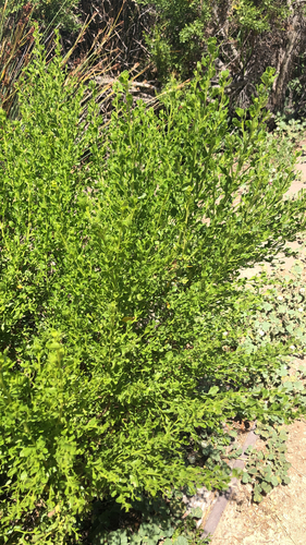 iNaturalist observation photo of coyote brush
