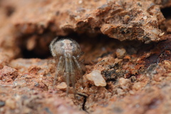 Theridiidae