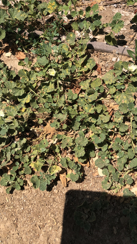 iNaturalist observation photo of alkali mallow
