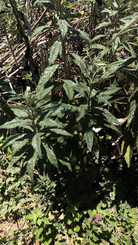 iNaturalist observation photo of California mugwort