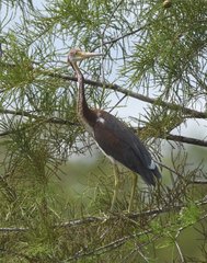 Egretta tricolor image