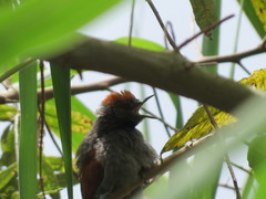 Synallaxis brachyura