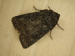 Aseptis fumosa