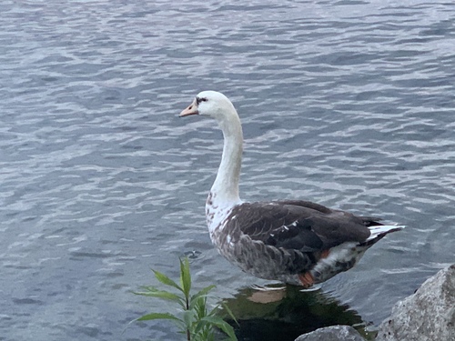 Greylag × Swan Goose × Mute Swan photographed in Switzerland