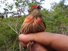Machaeropterus striolatus