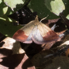 Pyrausta semirubralis