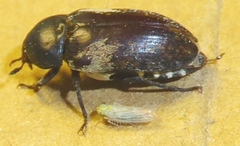 Dermestes marmoratus