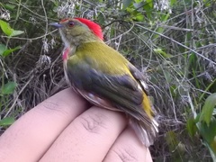 Machaeropterus striolatus