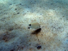 Diplodus caudimacula