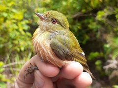 Machaeropterus striolatus