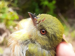 Machaeropterus striolatus
