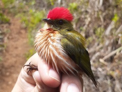 Machaeropterus striolatus