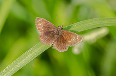 Carcharodini