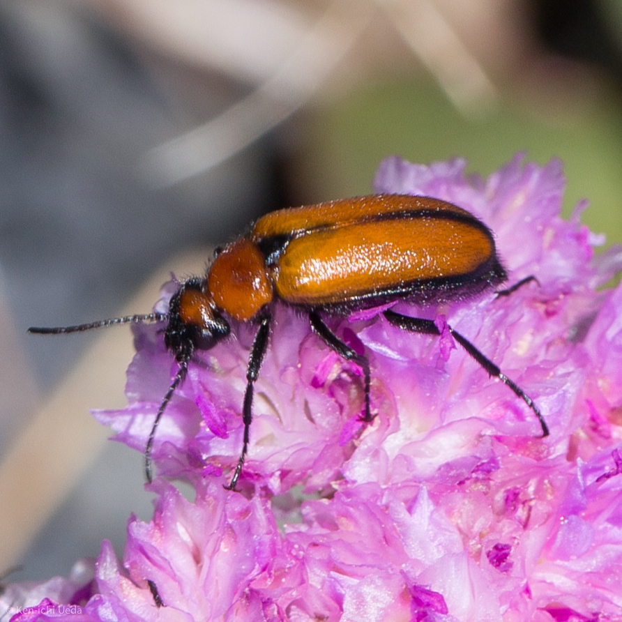 Nemognatha scutellaris