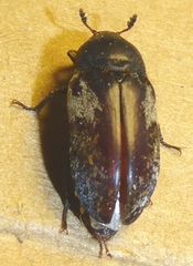 Dermestes marmoratus