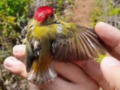 Machaeropterus striolatus