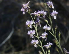 Delphinium parishii