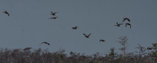 Anas fulvigula image