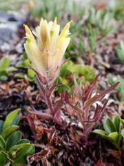 Castilleja hyperborea