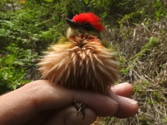 Machaeropterus striolatus
